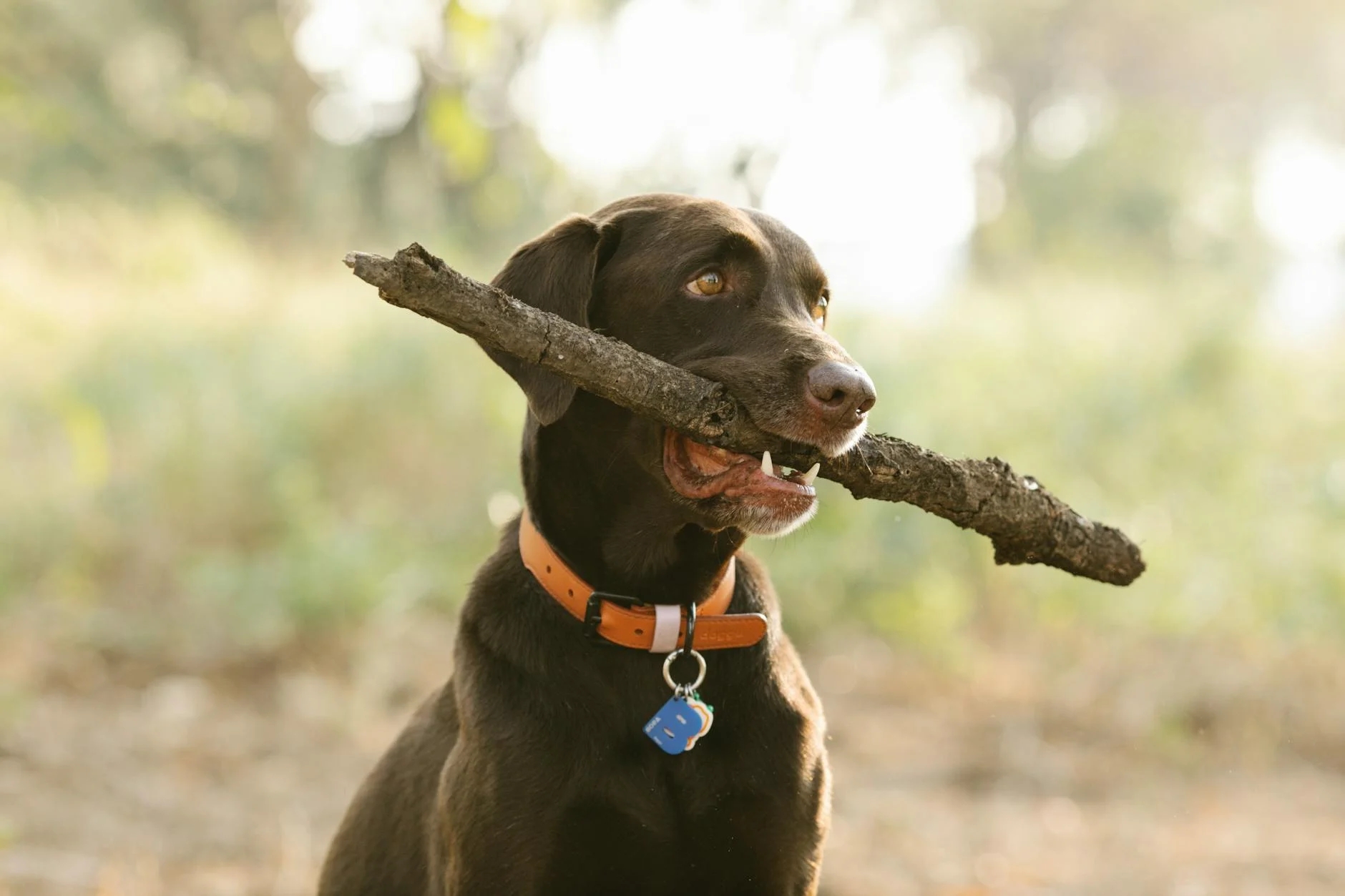 Dog tags are an important symbol for identifying pets